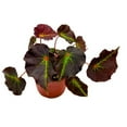 thumbnail image 1 of Begonia Boyfriend, 4 inch Rhizomatous Rhizo Dark Purple Green Streaks Red Dot, 1 of 5