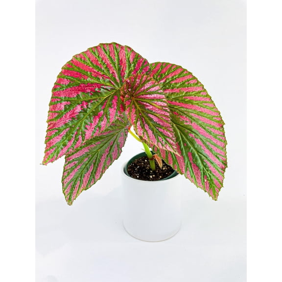 Bumble Plants Begonia Brevirimosa Exotica - Full Live Colorful Houseplant in Nursery Pot, Easy Care, Indoor Plant for Beginners