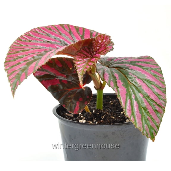 Begonia Brevirimosa Subsp. Exotica, Edinburgh, Begonia - Pot Size: 3.5" - House Plants, Shade Plants