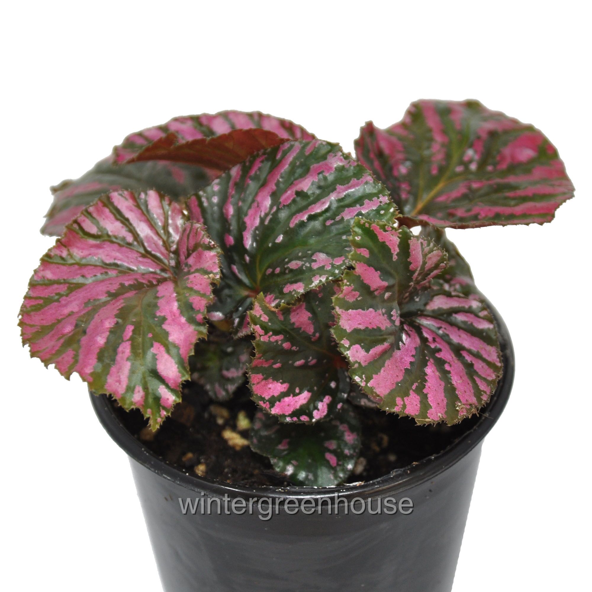 Begonia Brevirimosa Subsp. Exotica, Edinburgh, Begonia Pot Size 4