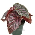 thumbnail image 1 of Begonia coccinea, Pink Mink, Angelwing Begonia - Pot Size: 3.5in - House Plants, 1 of 6