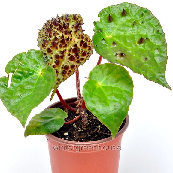 Begonia Ferox, Fierce Begonia - Pot Size: 3" (2.6x3.5") - House Plants, Shade Plants