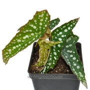 Begonia Fibrous Hybrid, My Special Angel, Angelwing Begonia - Pot Size: 4" - Colorful Foliage, Houseplants