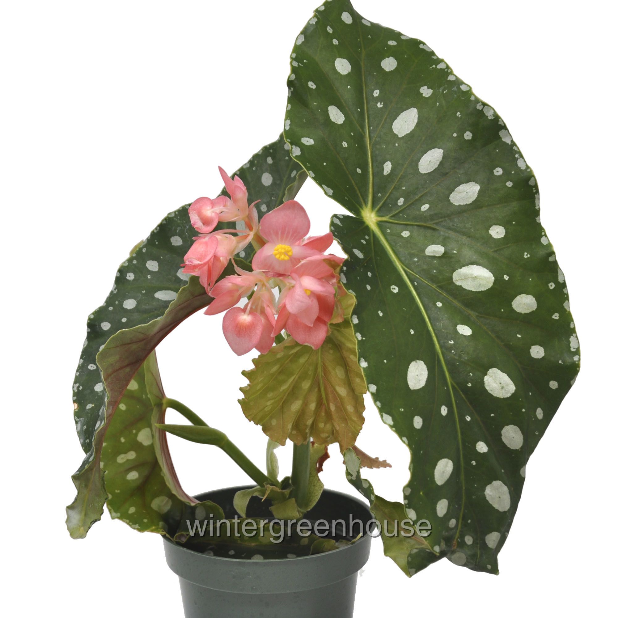 Begonia Flamingo Queen, Polka Dot Begonia - Pot Size: 4.5" - Houseplants, Plants - image 1 of 3