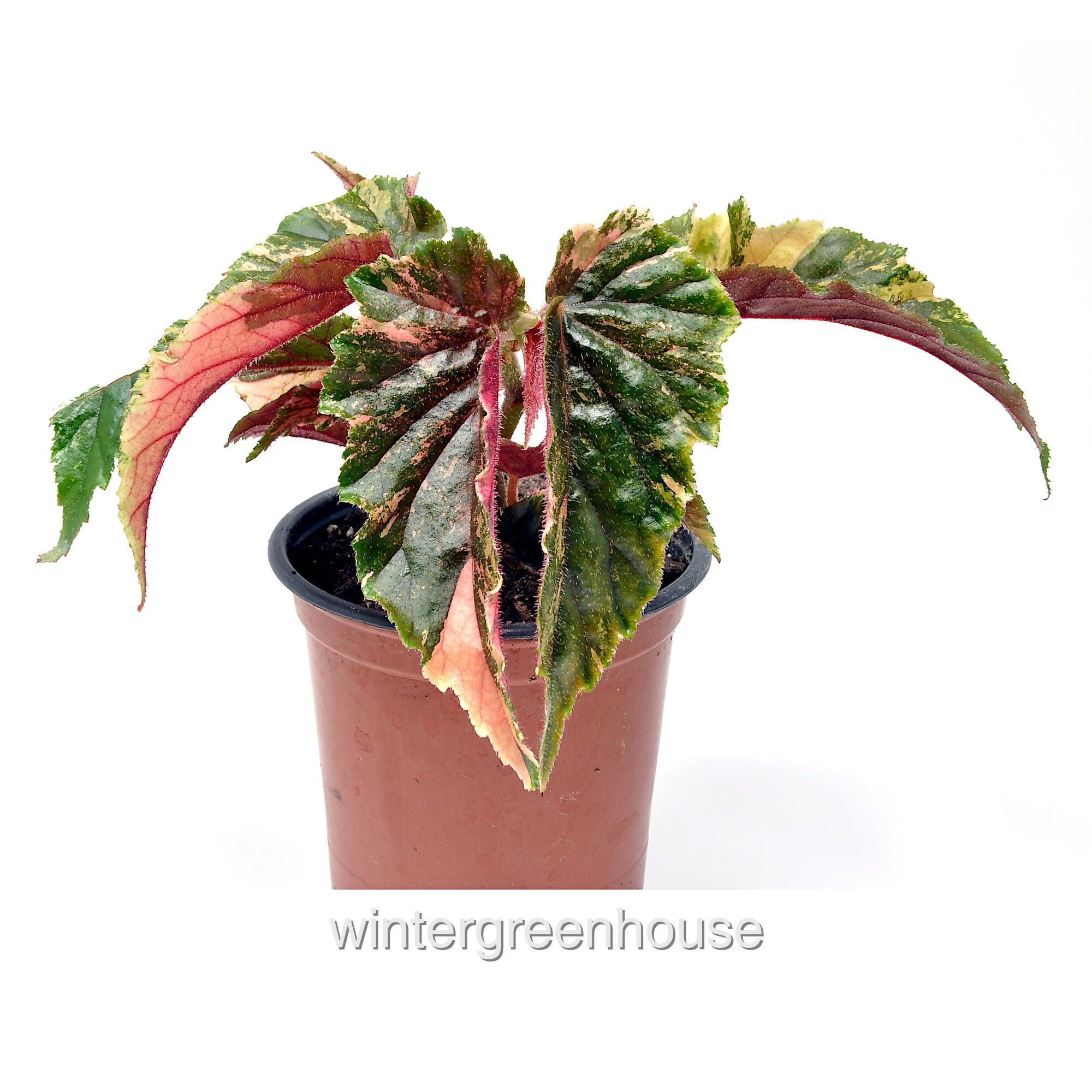 Begonia 'Ginny Galaxy' - Pot Size: 3.5