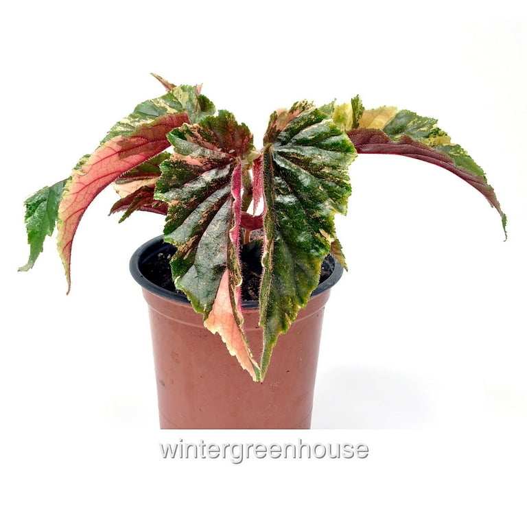 Begonia 'Ginny Galaxy' - Pot Size: 3.5