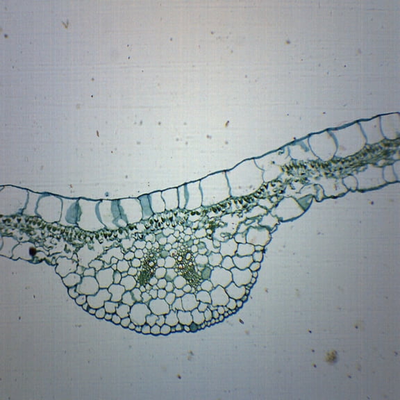Begonia Leaf - Cross Section - Prepared Microscope Slide - 75 x 25mm - Biology & Microscopy - Eisco Labs