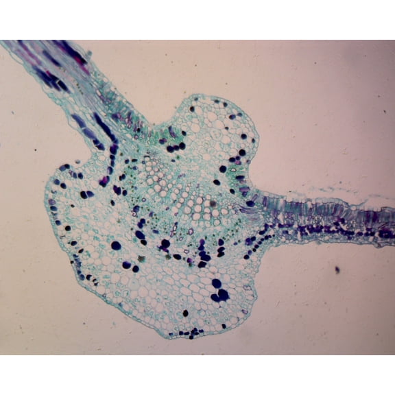 Begonia Leaf; Cross Section by Go Science Crazy