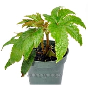 Begonia Luxurians, Begonia Fibrous - Pot Size 4.5" - Shade Plants