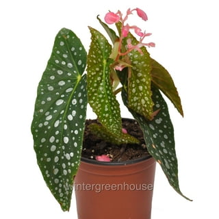 Walmart hotsell impatiens flats