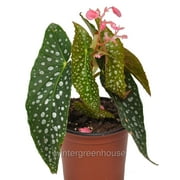 Begonia maculata Double Dot, Double Dot, Cane Begonia - Pot Size 3.5in - House Plants