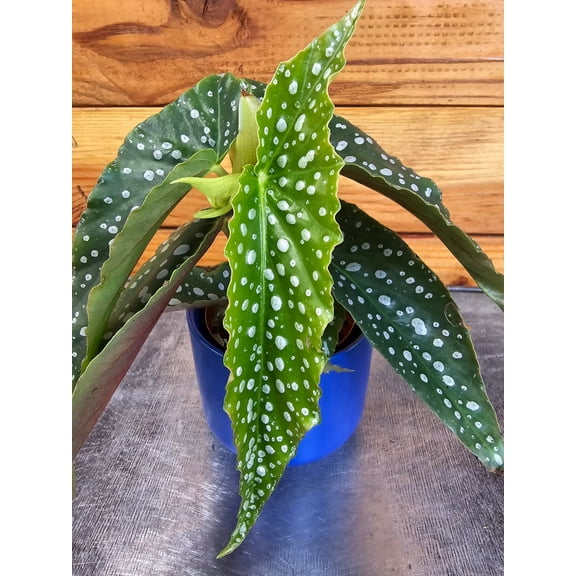 Begonia Maculata Pink Spot, 2" Plant