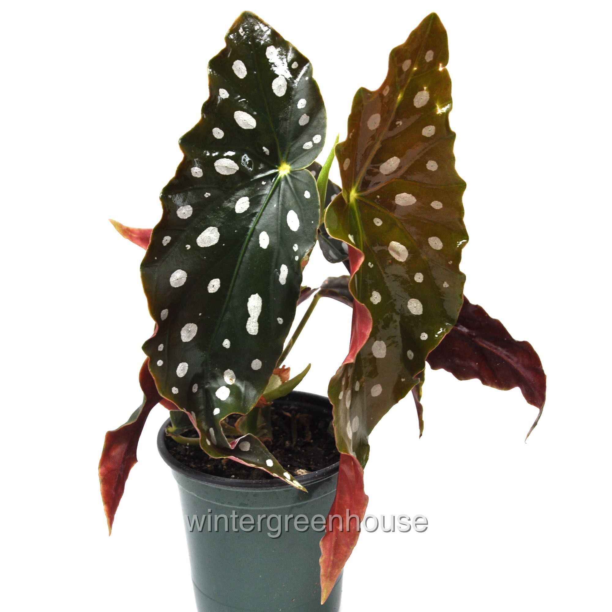 Begonia Maculata Polka Dot Begonia with Colorful Foliage in 3.5" Pot