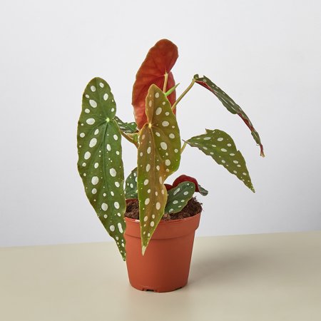 Begonia 'Maculata' in 4" Pot | Live Plant for Indoor | 7 - 12 inch Tall