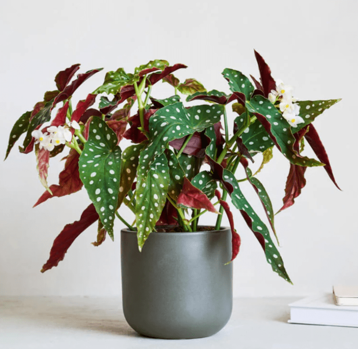 Begonia Plants Live, Rare Begonias Indoor Growing, Hanging Basket, Starter 5 to 9 Inc Tall (Maculata Angel Wing Polka Dot)