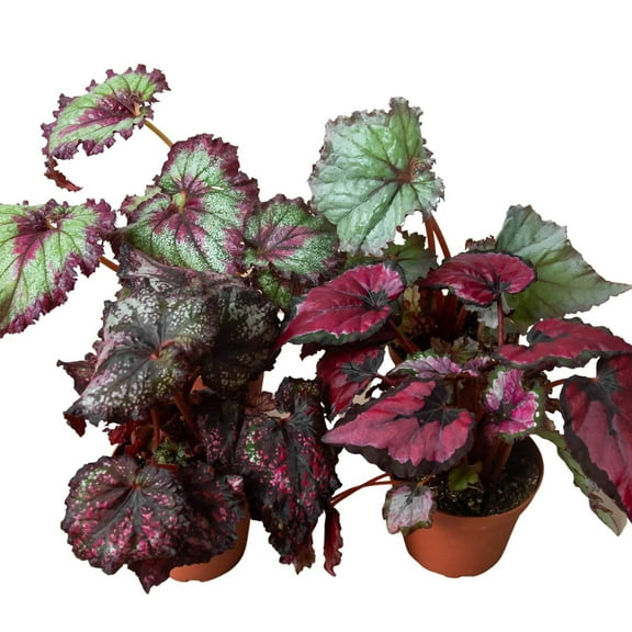 Begonia 'Rex' - 4 Pack Variety, 4" Pot, Indoor Houseplant, Easy Care, Live Plant for Indoor & Outdoor