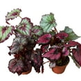 thumbnail image 1 of Begonia 'Rex' - 4 Pack Variety in 4" Pot | Live Plant for Indoor | 7 - 12 inch Tall, 1 of 11