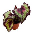 thumbnail image 1 of Begonia Rex Harmony's The Joker in a 4 inch Pot Latest Cultivar Purple and Green, 1 of 3