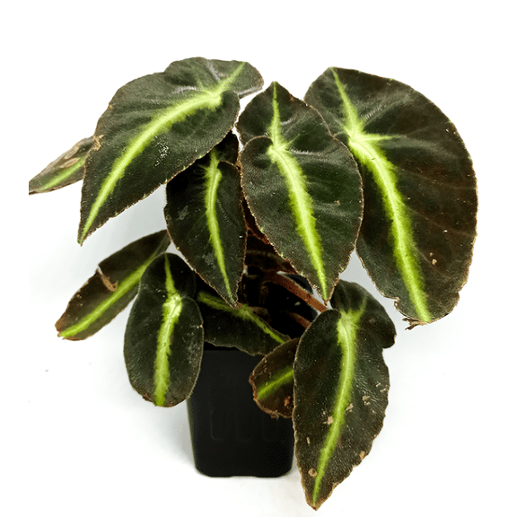 Begonia Striped Plant Live for Planting, Begonia Striped Plant, Unique Foliage Houseplant Indoor Decorative Plant in 4 Inch Pot