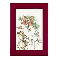 Begonia Study -Framed Print w/glass-Cherry Red