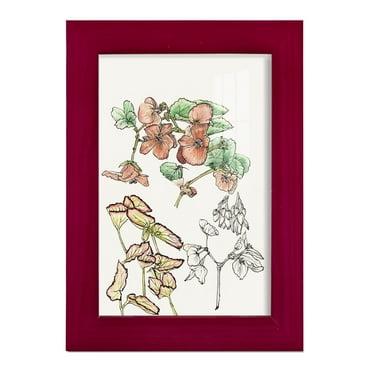 Begonia Study -Framed Print w/glass-Cherry Red