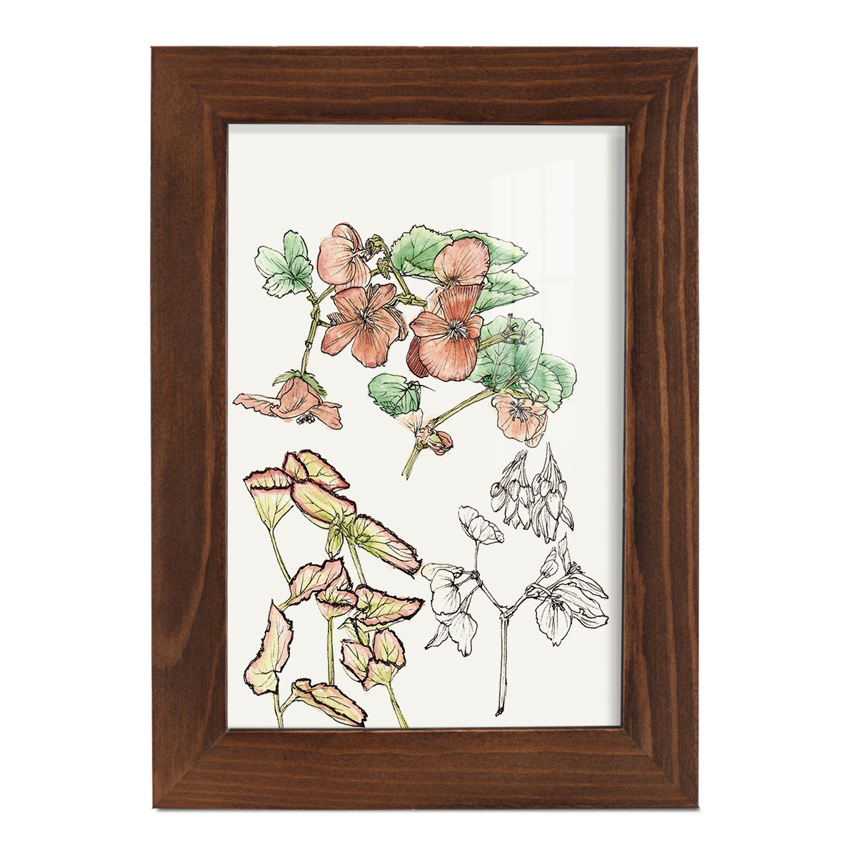 Begonia Study -Framed Print w/glass-Chestnut