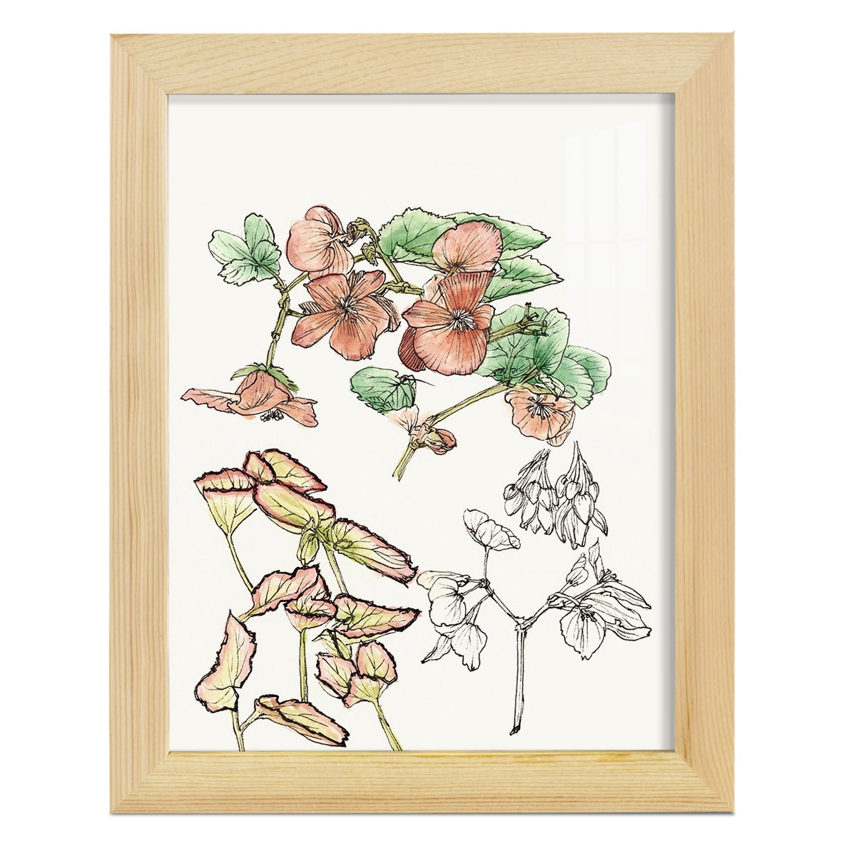 Begonia Study -Framed Print w/glass-Natural Wood