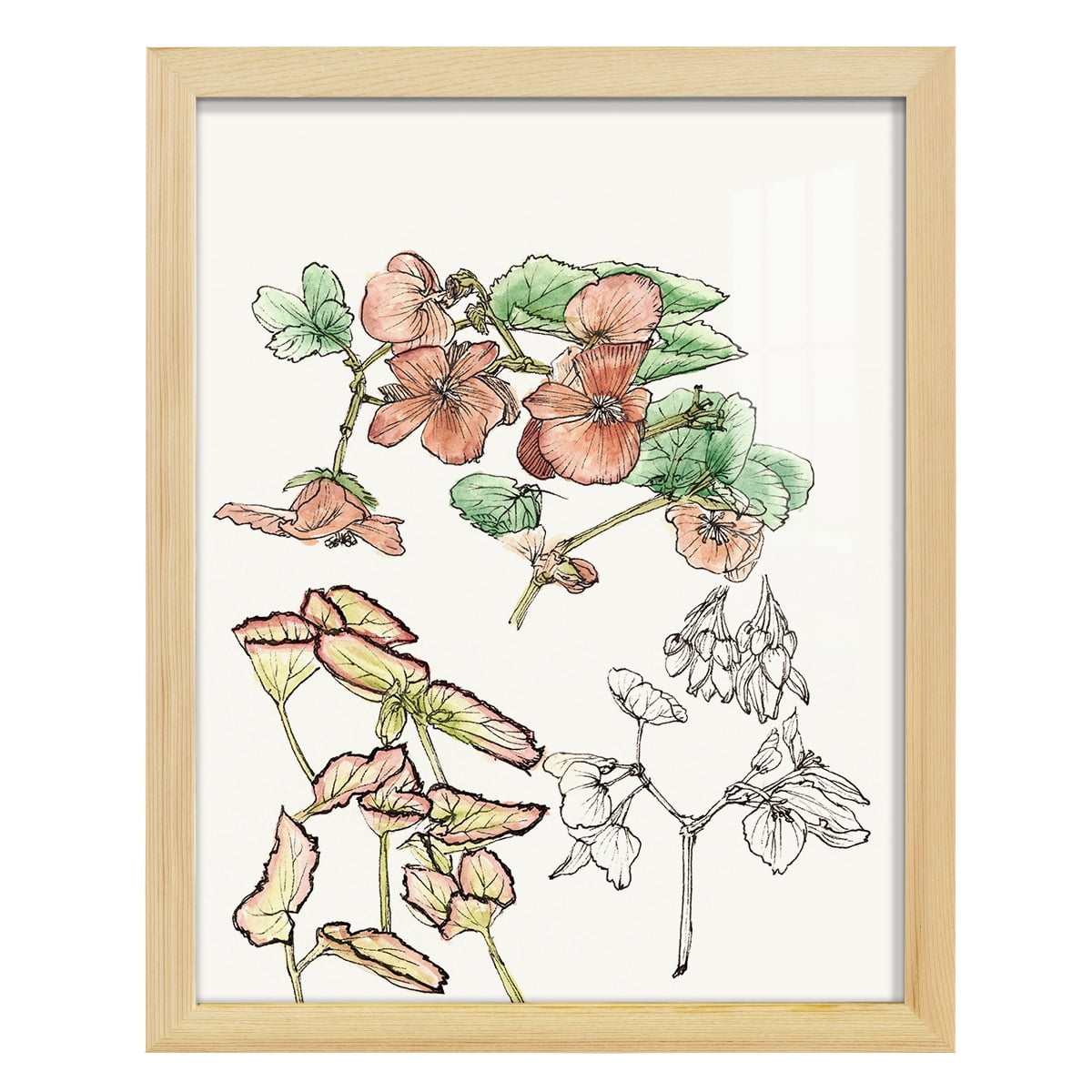 Begonia Study -Framed Print w/glass-Natural Wood