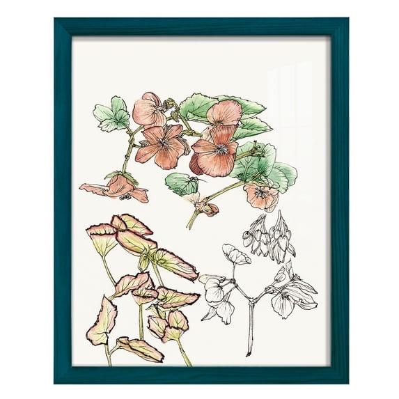 Begonia Study -Framed Print w/glass-Ocean Blue