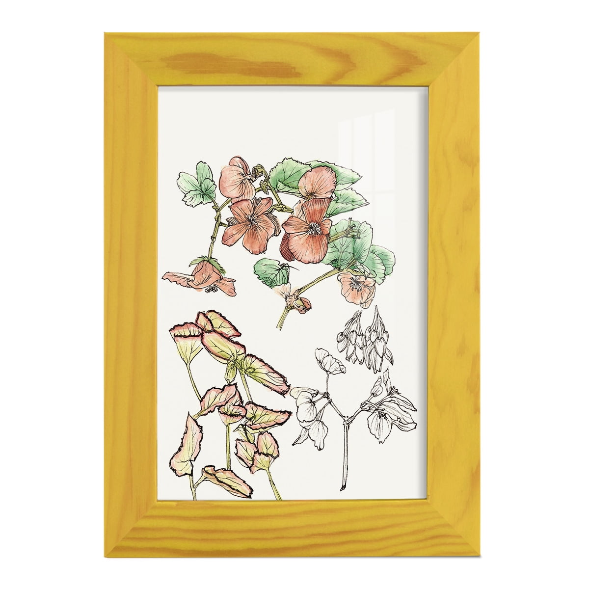 Begonia Study -Framed Print w/glass-Sunflower Yellow