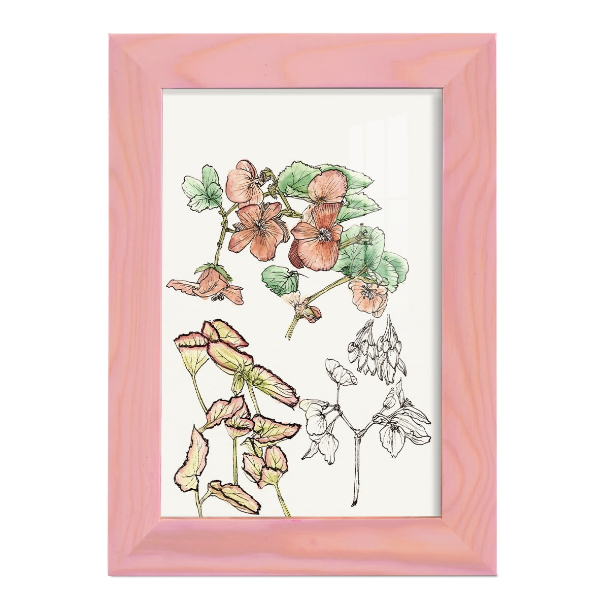 Begonia Study -Framed Print w/glass-Sunset Pink
