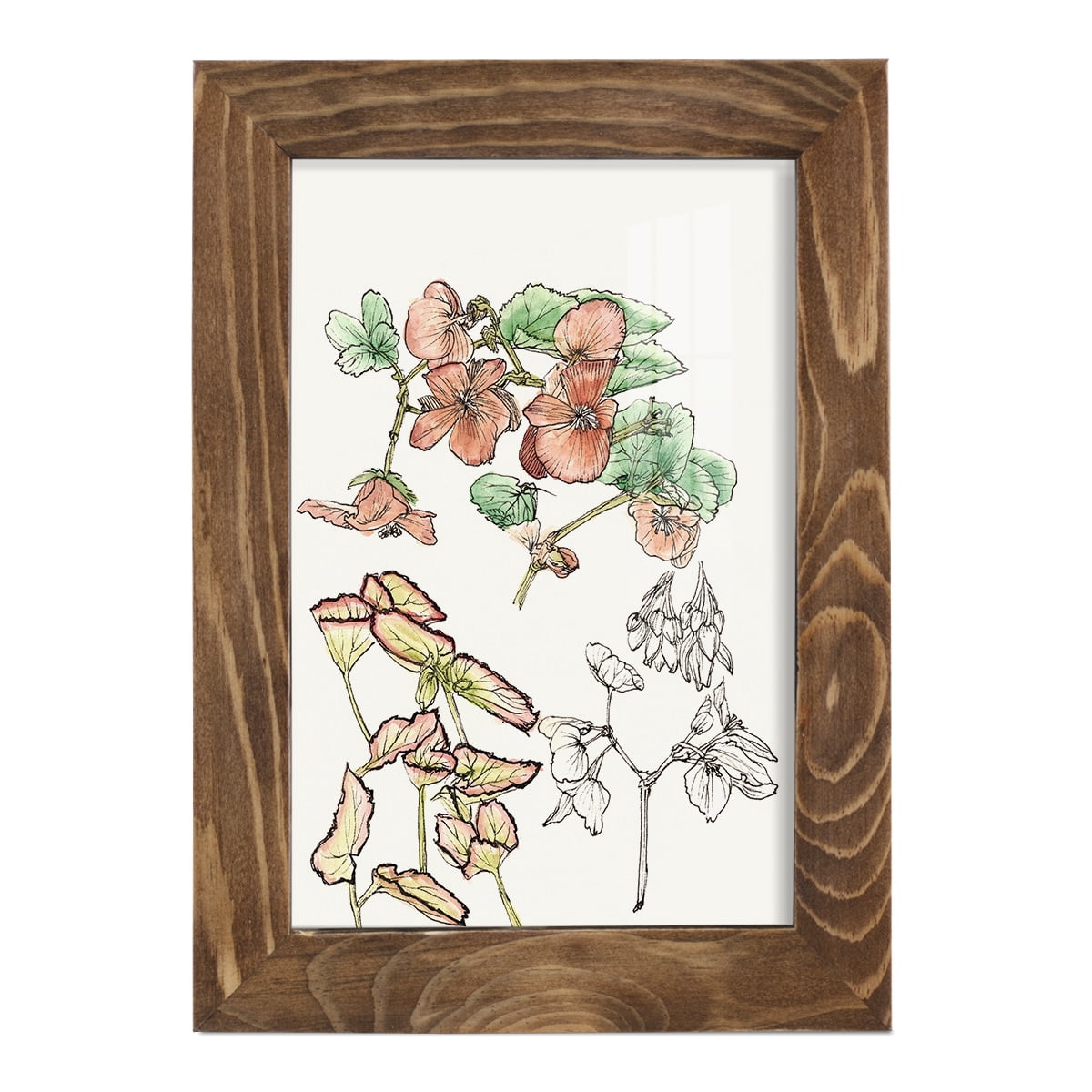 Begonia Study -Framed Print w/glass-Walnut