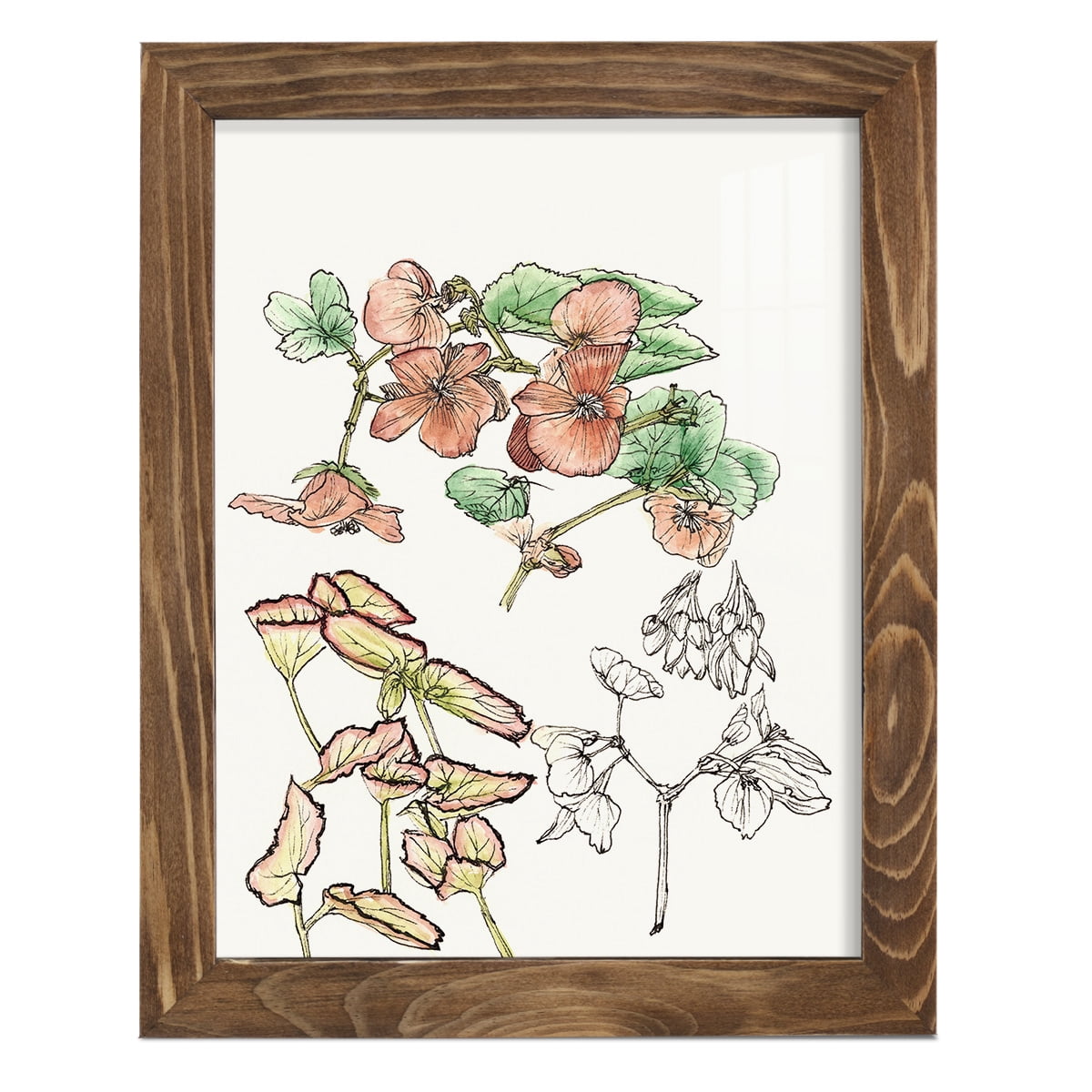 Begonia Study -Framed Print w/glass-Walnut
