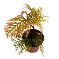 thumbnail image 1 of Begonia bipinnatifida, 2 inch Fern Leaf Begonia Pink Flower, 1 of 8