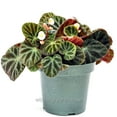 thumbnail image 1 of Begonia ningmingensis Bella, Hybrid Begonia - Pot Size: 4.5in - House Plants, 1 of 5