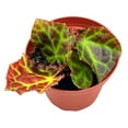 thumbnail image 1 of Begonia rajah, 4 inch Pot, Extremely Rare Homegrown Exclusive, 1 of 3