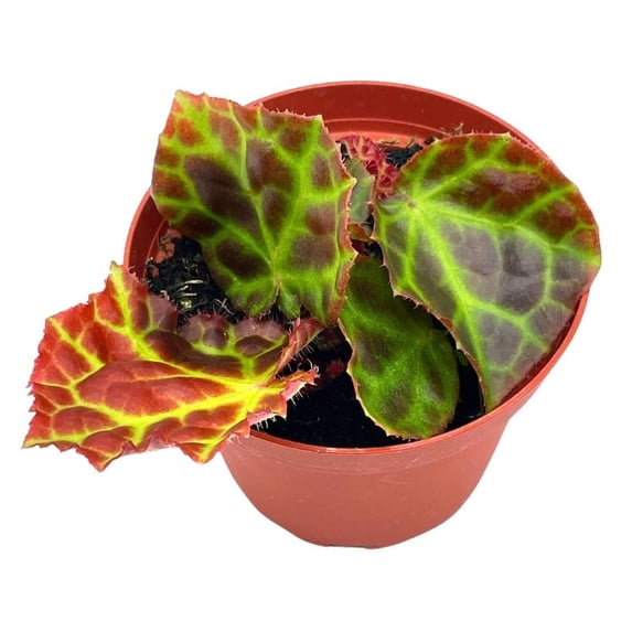 Begonia rajah, 4 inch Pot, Extremely Rare Homegrown Exclusive