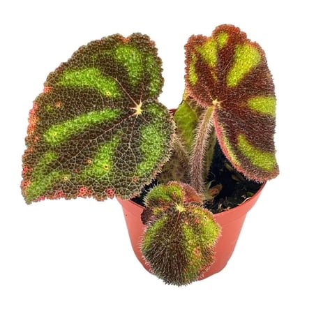 Begonia variegata, 4 inch, Very Rare Variegated masoniana Iron Cross Sport