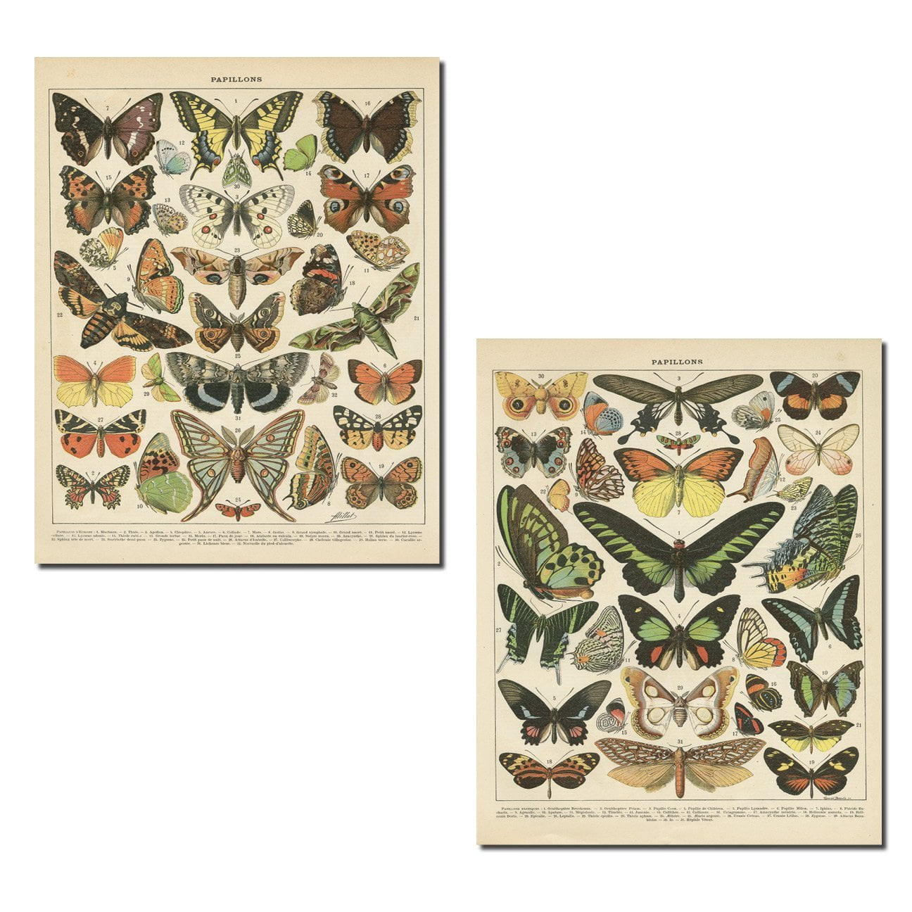Vintage Beige Butterfly Paper Print Set; Two 11" x 14" Posters
