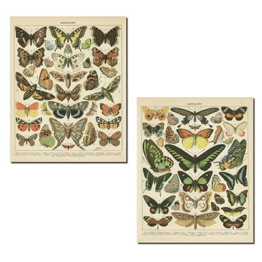 Beige French Types of Papillion's Butterfly Adult/Teen Decor; 2 - 11" x 14" Unframed Posters