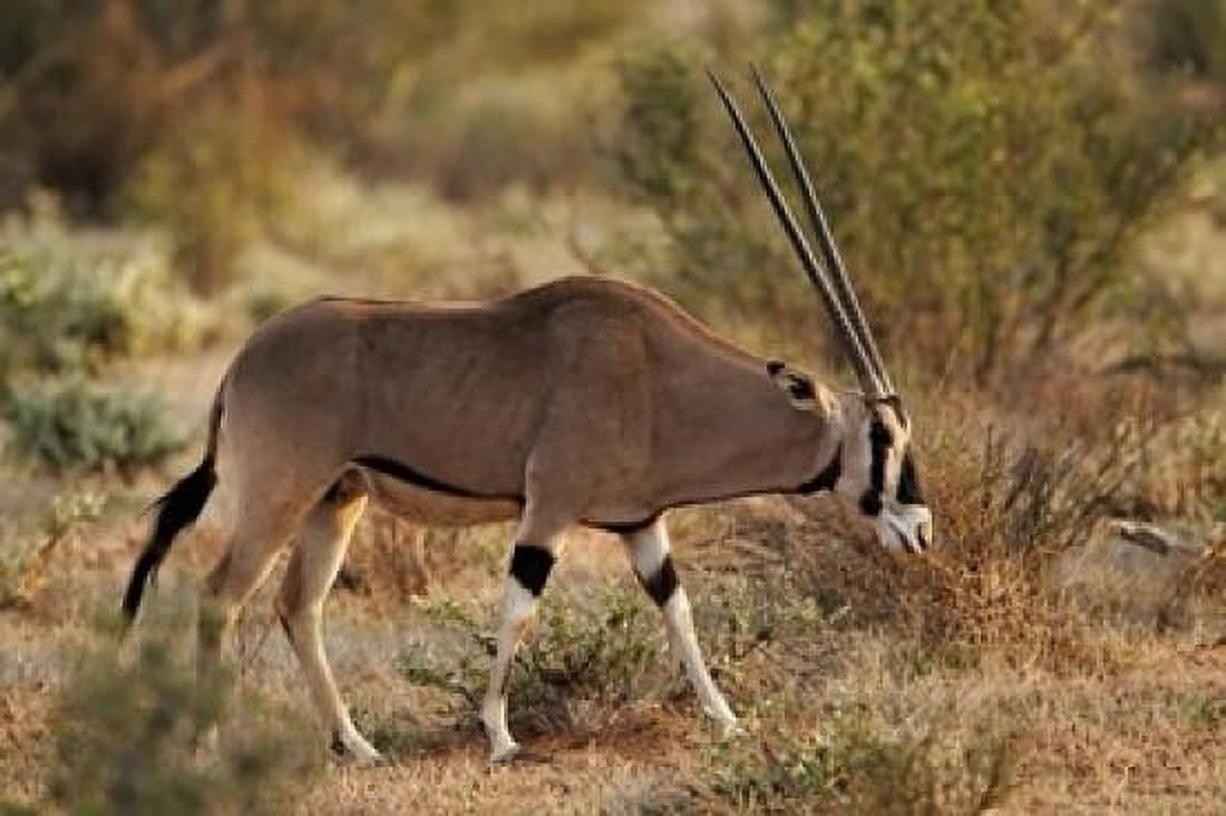 Beisa Oryx wildlife Samburu National Reserve Kenya Canvas Art - Adam Jones DanitaDelimont (35 x 23)