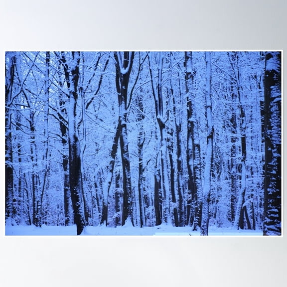 Belgian Forest In Winter... Poster Wall Art, Modern Wall Decor, 24x36 UNFRAMED