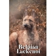 thumbnail image 1 of Belgian Laekenoi: Dog breed overview and guide, 1 of 1