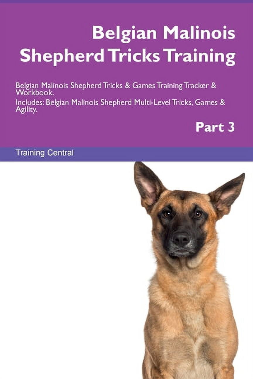 Training Belgian Malinois