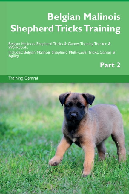 Training Belgian Malinois
