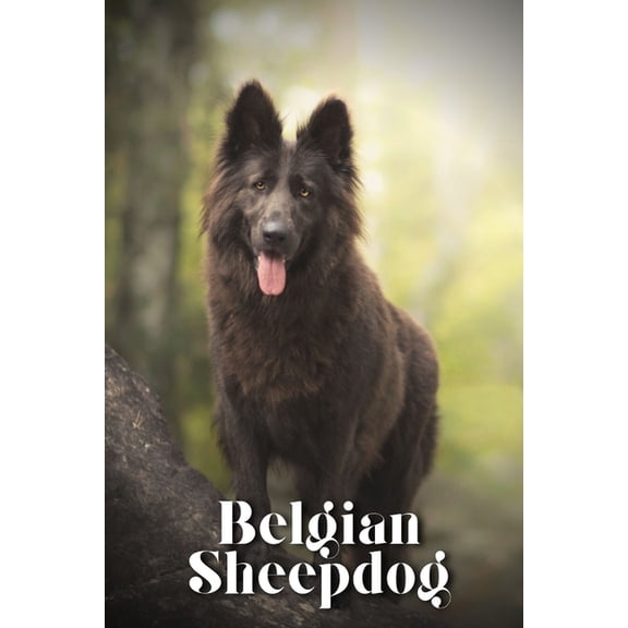 Belgian Sheepdog : Dog breed overview and guide (Paperback)