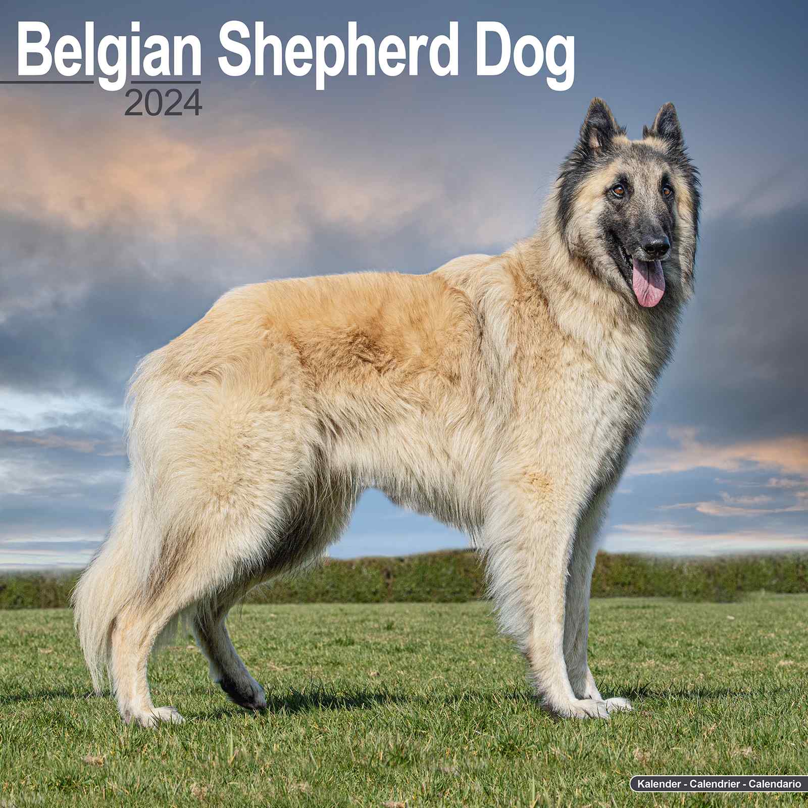 Belgian Shepherd Calendar 2024 - Belgian Shepherd Dog Breed Calendar - Belgian Shepherd Premium Wall Calendar 2024 - Walmart.com Belgian Shepherd Calendar 2024 - Belgian Shepherd Dog Breed Calendar - Belgian Shepherd Premium Wall Calendar 2024 - Walmart.com