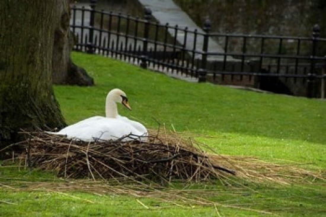 Belgium Nesting Swans Canvas Art - Cindy Miller Hopkins DanitaDelimont (36 x 24)