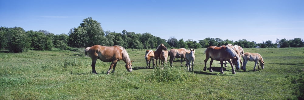 Belgium horses grazing in field Jordan Scott County Minnesota USA Canvas Art - Panoramic Images (27 x 9)