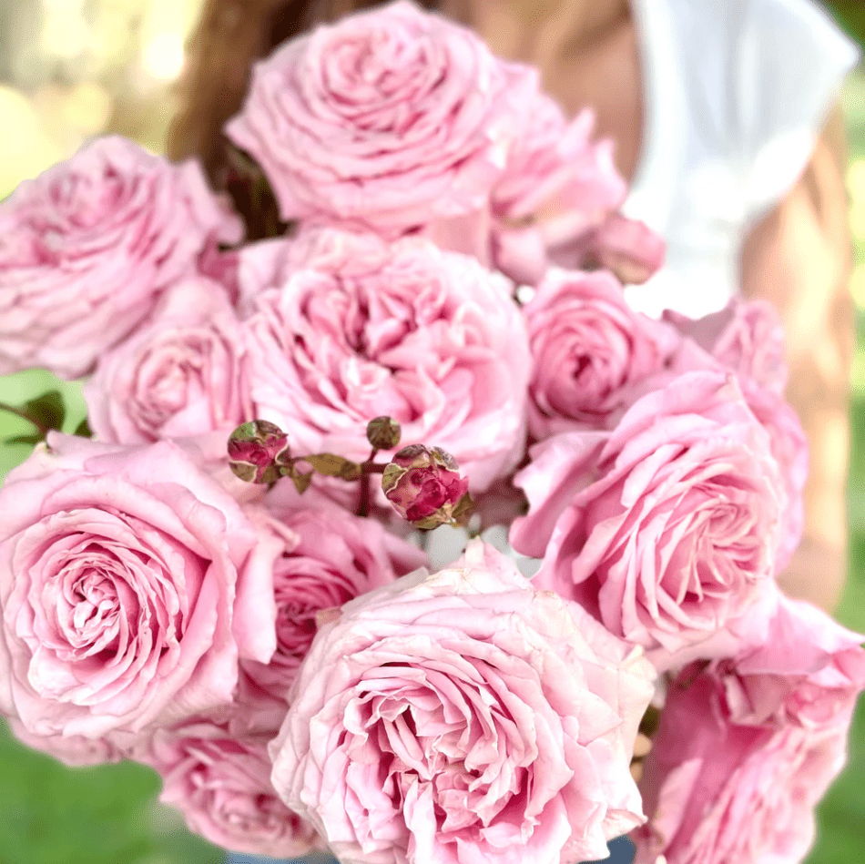 Belinda's Dream Plant Live Pink Rose Bush Heirloom Roses Rose Plant ...